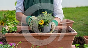 Close up of hands of woman potting flowers