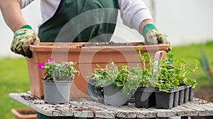 Close up of hands of woman potting flowers