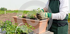 Close up of hands of woman potting flowers