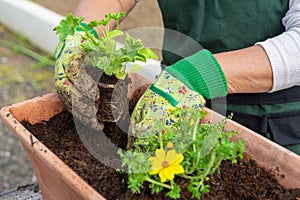 Close up of hands of woman potting flowers