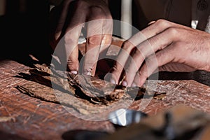 Close-up of hands wrapped from the dry tobacco leaves of a true Cuban cigar.