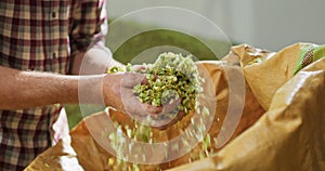 Close up hands of a young farmer who checks the drying of the hops and