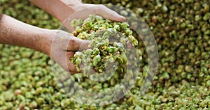 Close up hands of a young farmer who checks the drying of the hops and