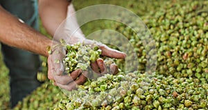 Close up hands of a young farmer who checks the drying of the hops and