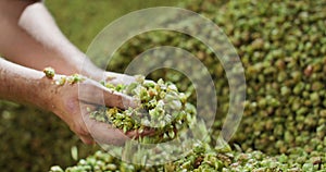 Close up hands of a young farmer who checks the drying of the hops and