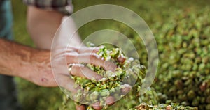 Close up hands of a young farmer who checks the drying of the hops and