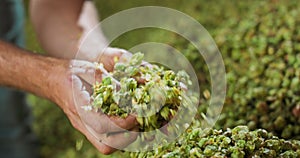 Close up hands of a young farmer who checks the drying of the hops and