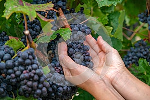 Close up of hands of a young woman with freshly delicious ripe dark blue grapes