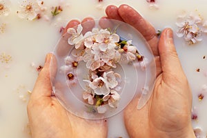 Close-up hands of a young woman in a milk bath. Pink apricot flowers in the palms. Spa skin and body care