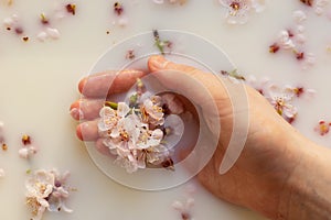 Close-up hands of a young woman in a milk bath. Pink apricot flowers in the palms. Spa skin and body care