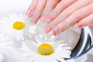 Close-up hands of young woman with natural nails, lowered into plate with healing infusion of chamomile.