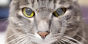 Close up handsome grey tabby british shorthair cat is looking at lens with yellow mesmerizing steely eyes