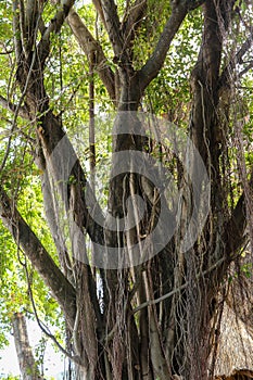 Close up of the hanging aerial roots of Ficus benghalensis, commonly known as the banyan, banyan fig and Indian banyan