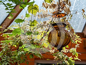 Close-up of hanging decorative vintage lantern with brown glass. Orange wall. Green leaves.