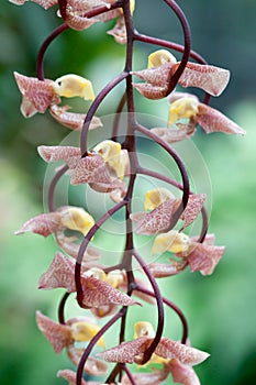 Close-up of a hanging flower