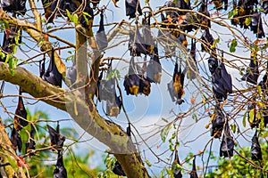 close-up hanging Mariana fruit bat (Pteropus mariannus