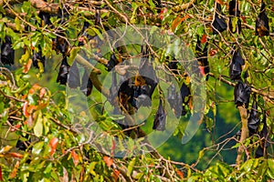 close-up hanging Mariana fruit bat (Pteropus mariannus