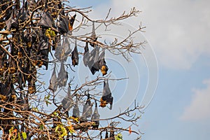 close-up hanging Mariana fruit bat (Pteropus mariannus