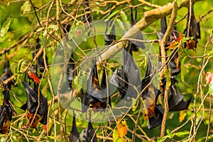 close-up hanging Mariana fruit bat (Pteropus mariannus