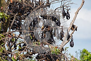 close-up hanging Mariana fruit bat (Pteropus mariannus