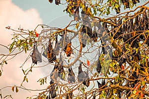 close-up hanging Mariana fruit bat (Pteropus mariannus