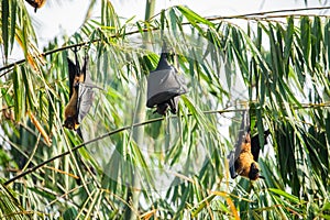 close-up hanging Mariana fruit bat (Pteropus mariannus)
