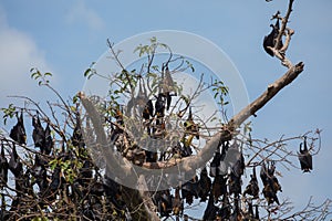 close-up hanging Mariana fruit bat (Pteropus mariannus