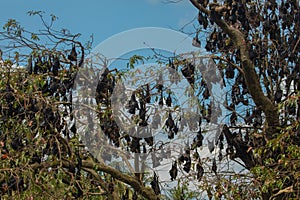 close-up hanging Mariana fruit bat (Pteropus mariannus