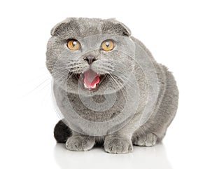 Close-up of happy cat on a white background