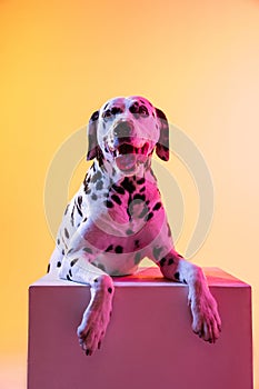 Close-up happy Dalmatian, purebred dog posing isolated on yellow background in neon light.