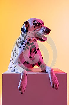 Close-up happy Dalmatian, purebred dog posing isolated on yellow background in neon light.