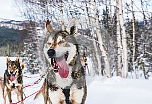 Close up of Happy and eager Alaskan husky sled dog with its tongue out.