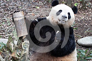 Close up Happy Female Panda, Mei Lan aka Rou Rou, Chengdu, China