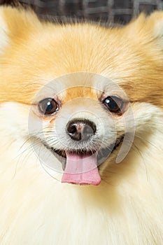 Close-up of a happy German Spitz dog