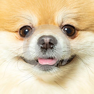 Close-up of a happy German Spitz dog