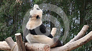 Close up Happy Ginat Panda , Fu Bao, Everland, South Korea