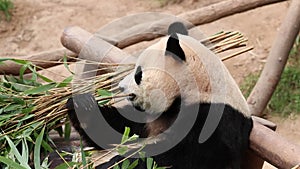Close up Happy Ginat Panda , Fu Bao, Everland, South Korea