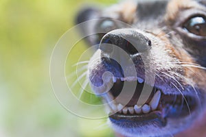 Close up happy head of little black dog playing outside smiles.