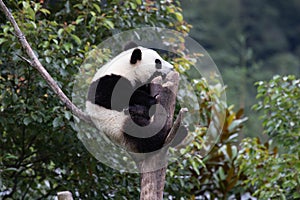 Close up Happy Little Panda on the high Tree Wolong Panda Base, china photo