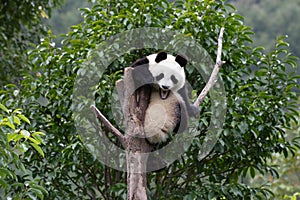 Close up Happy Little Panda on the high Tree Wolong Panda Base, china photo
