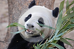 Close up Happy Panda in Everland, South Korea