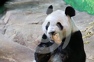 Close up Happy Pandas , Shanghai Wild Animal Park , China photo