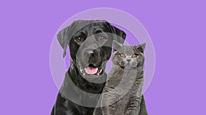 Close-up of a Happy panting black Labrador dog and British Shorthair cat looking at the camera, isolated on purple