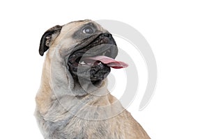 Close up of happy pug sticking out tongue and panting