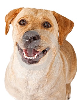 Close-up of a happy yellow Labrador Retriever Dog