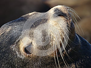 Close up harbor seal head