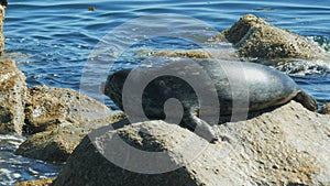 Close up of a harbor seal in monterey bay