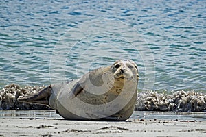 Close-up of a harbor seal Phoca vitulina on the beach of Helgoland