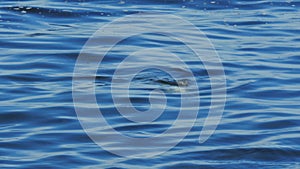 Close up of a harbor seal surfacing for a breath