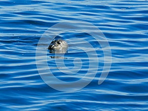 Close up of a harbor seal surfacing for a breath in monterey bay